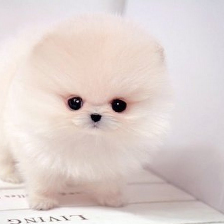 Померанский шпиц Беленький