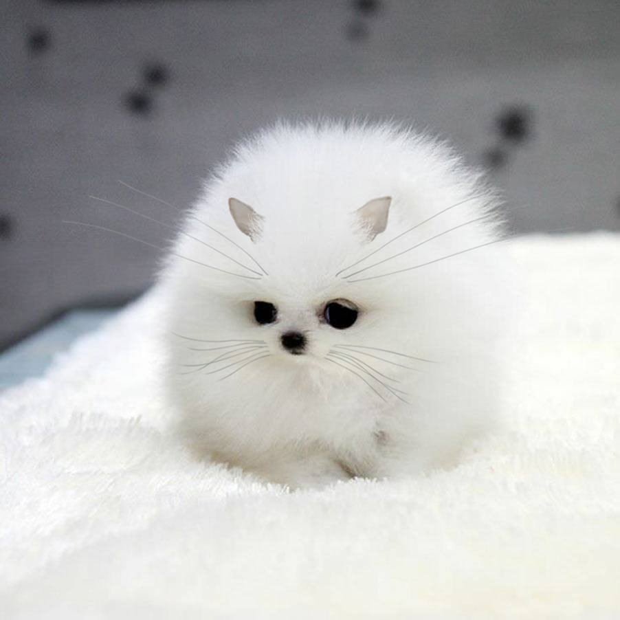 Померанский шпиц белый корейский