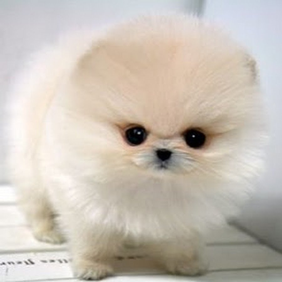 Teacup Pomeranian порода