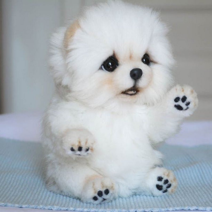 Померанский шпиц Тедди белый