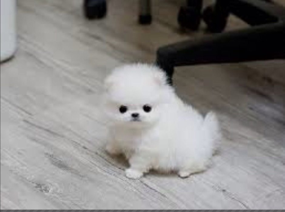 Померанский шпиц белый корейский карликовый