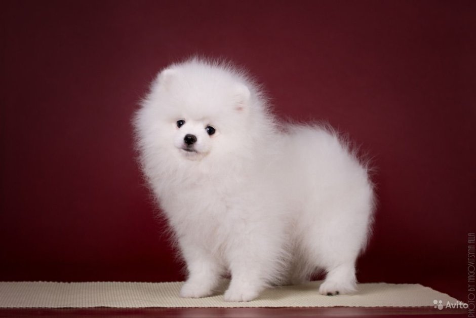 Миниатюрный померанский шпиц белый