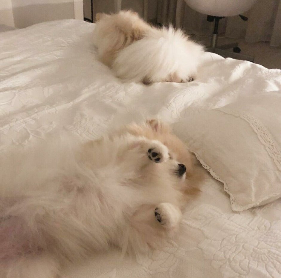 Белый шпиц Эстетика