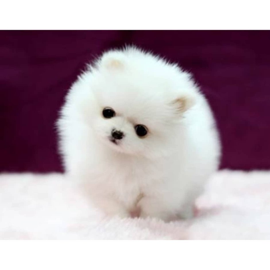 Шпиц белый щенок маленький