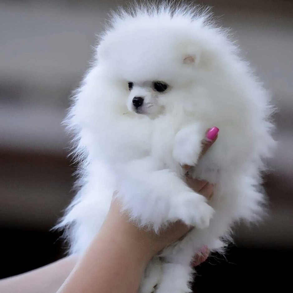 Шпиц померанский карликовый белый