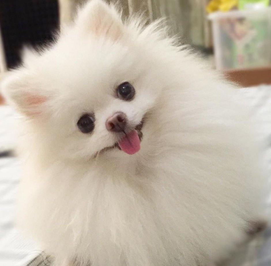 Померанский шпиц белый Пушок