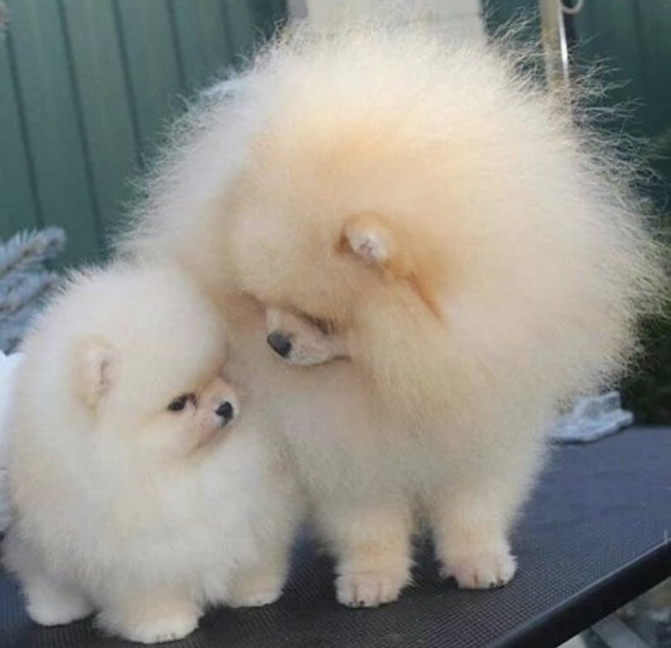 Померанский шпиц Детеныши