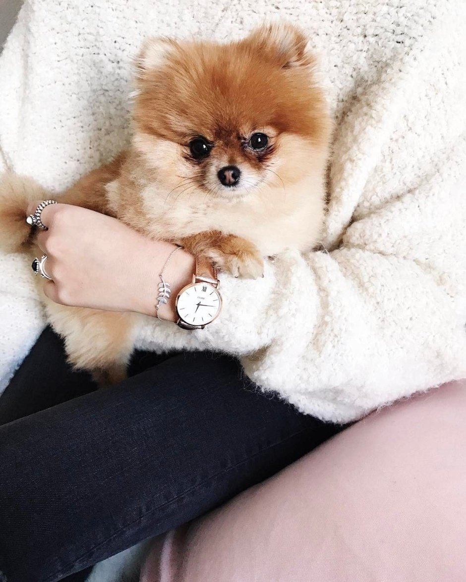 Шпиц померанский карликовый белый