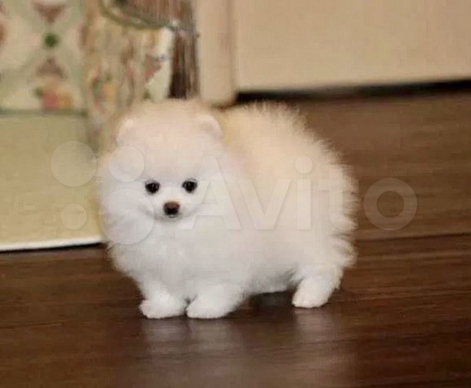 Шпиц померанский карликовый белый