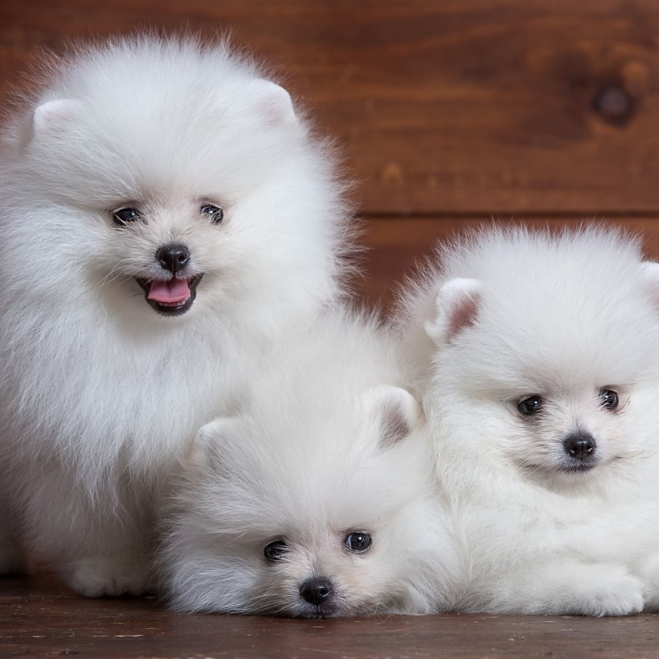 Шпиц померанский карликовый белый