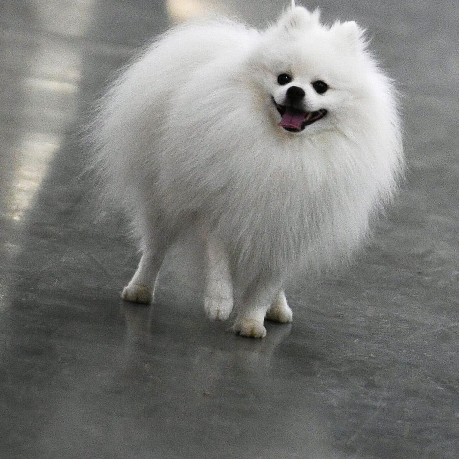 Шпиц карликовый белый