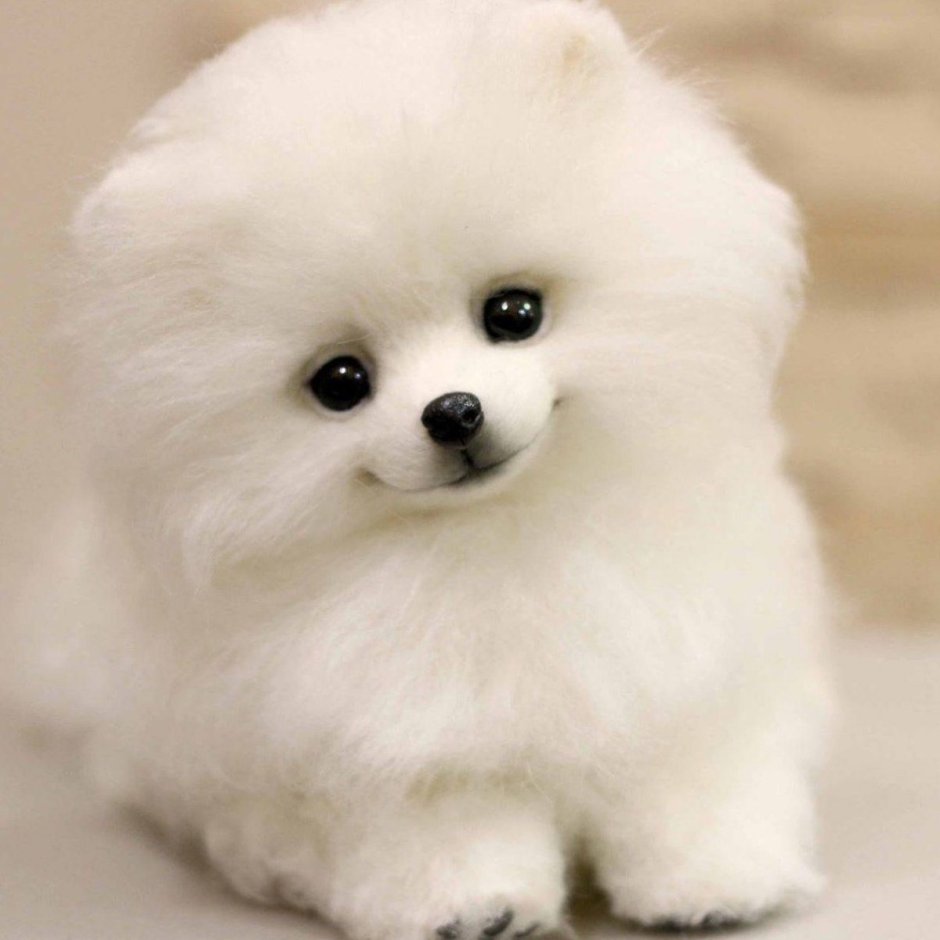 Шпиц померанский карликовый белый