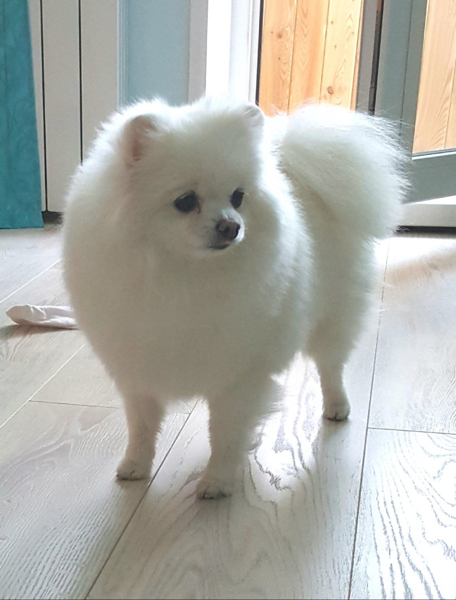 Померанский шпиц Teacup.