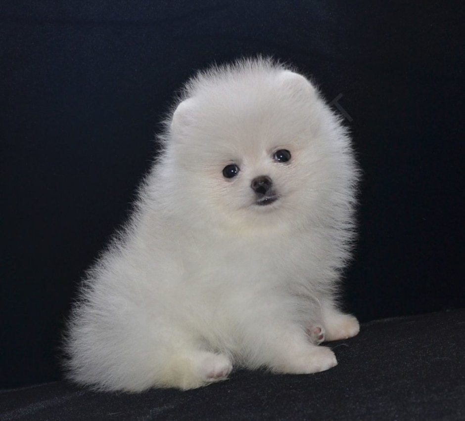Teacup Pomeranian порода собак