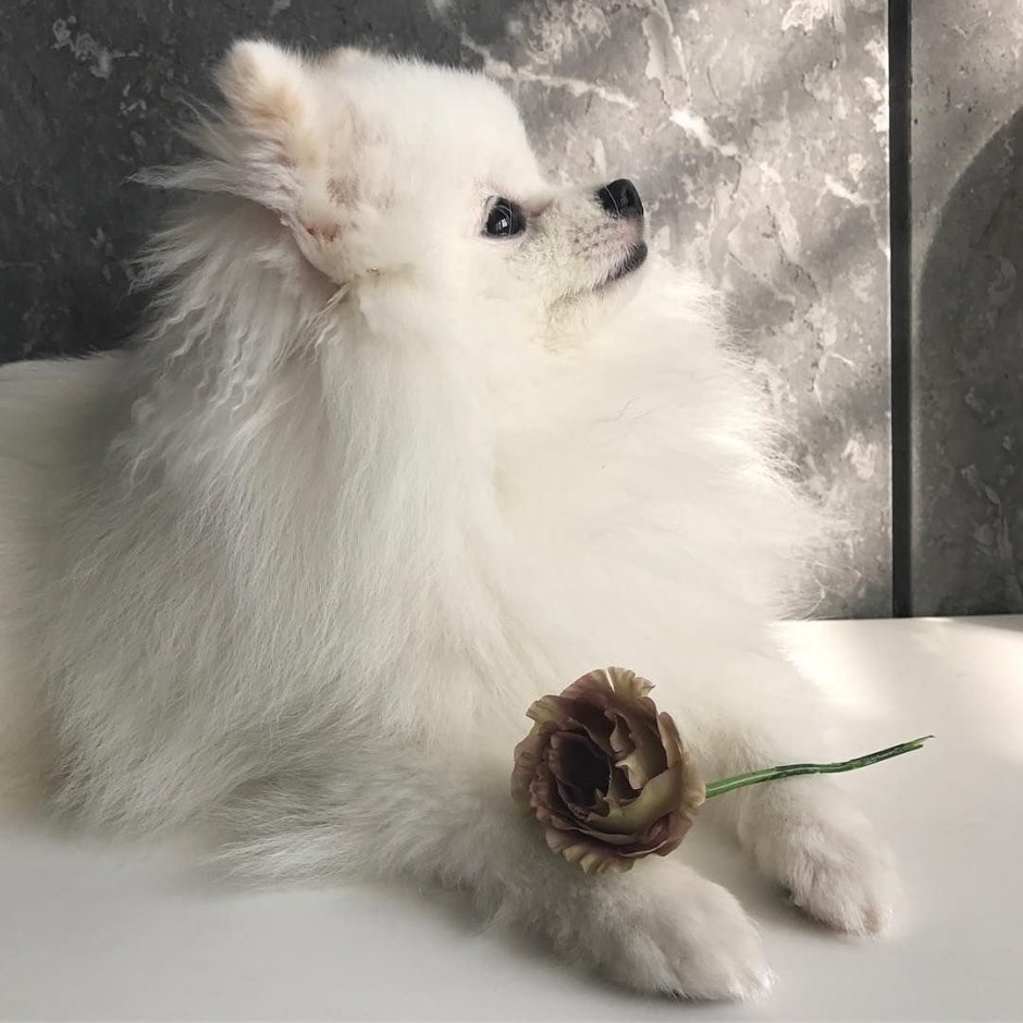 Эстетика шпиц померанский белый