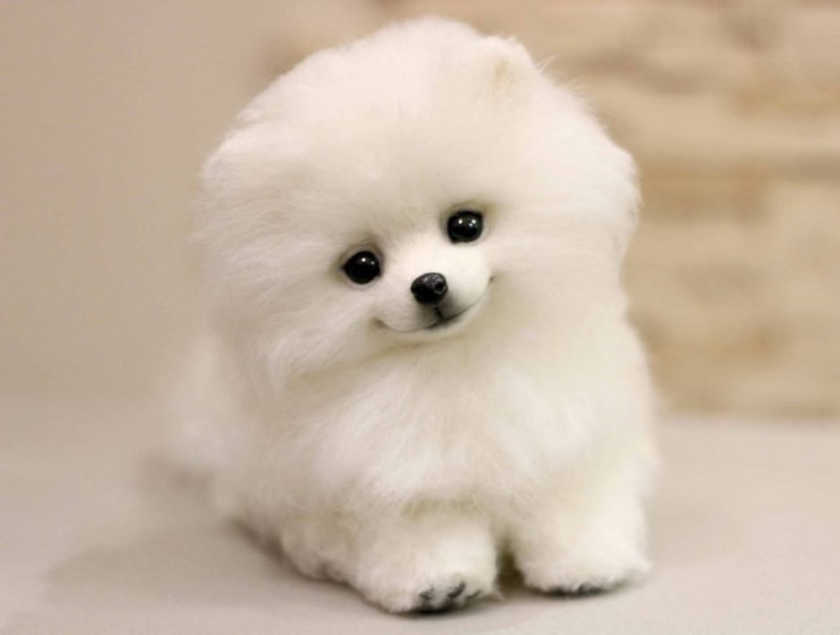 Шпиц карликовый белый