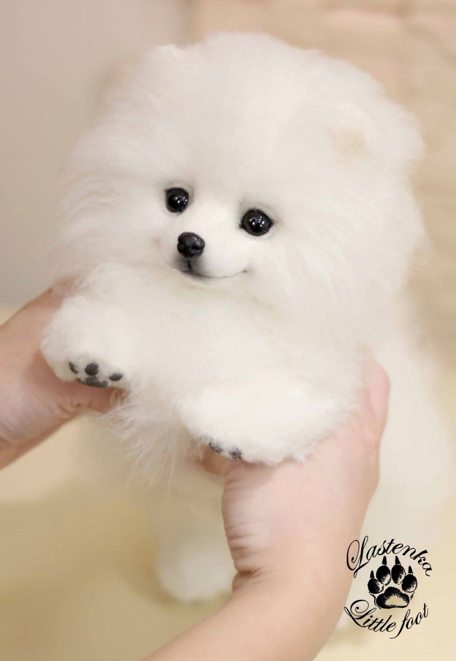 Миниатюрный померанский шпиц белый