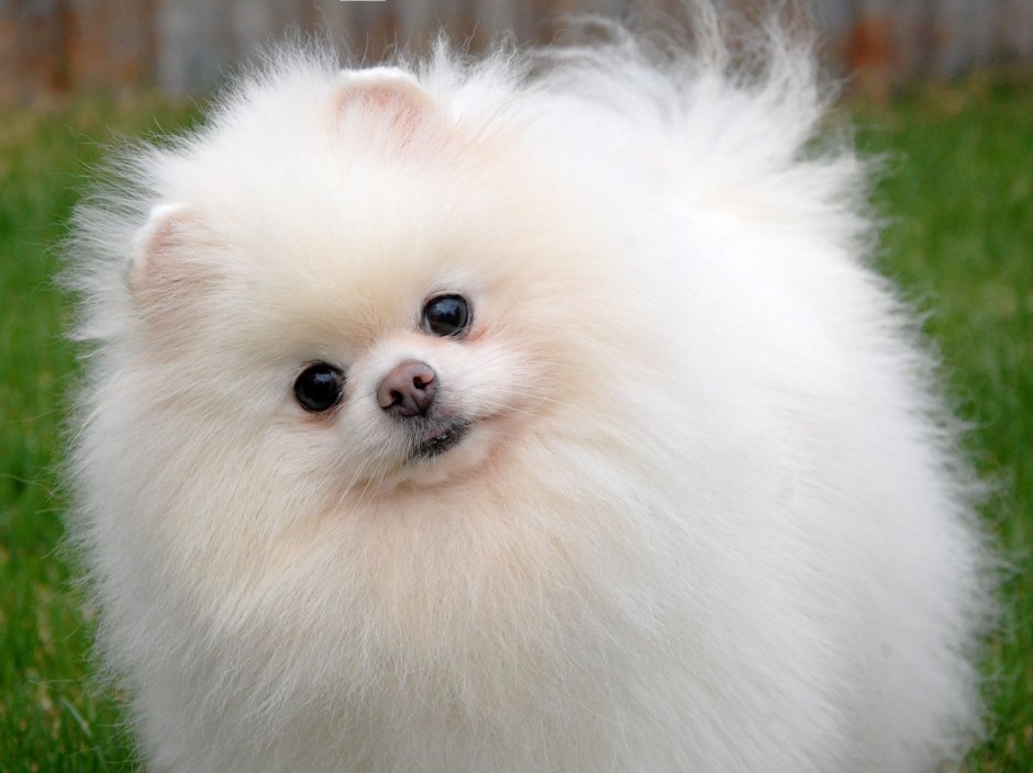 Миниатюрные собачки