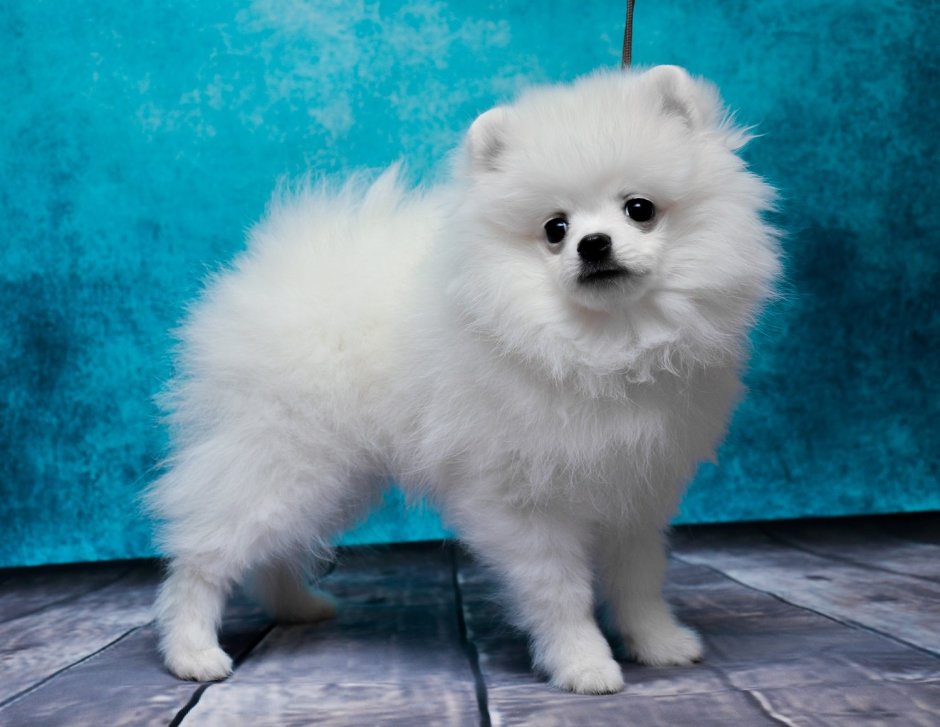 Померанский шпиц семейка