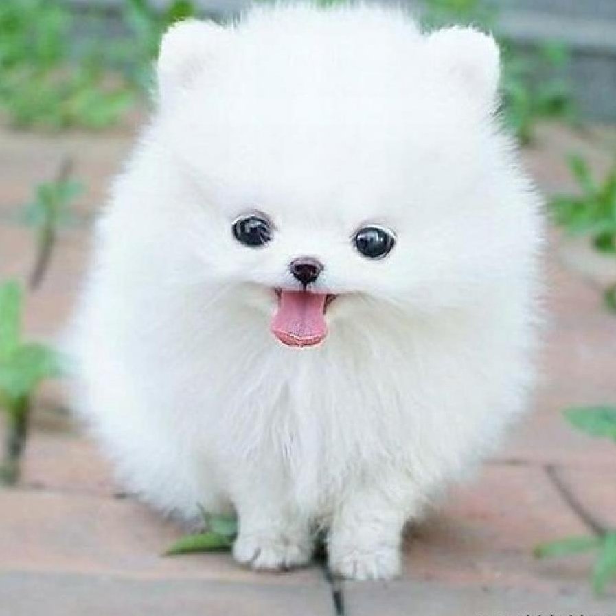 Маленькие беленькие пушистые собачки китайские
