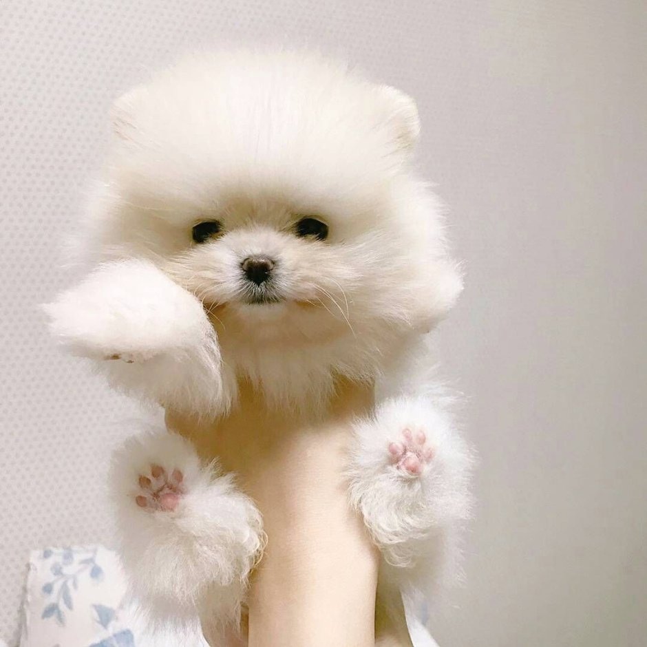 Померанский шпиц Медвежонок