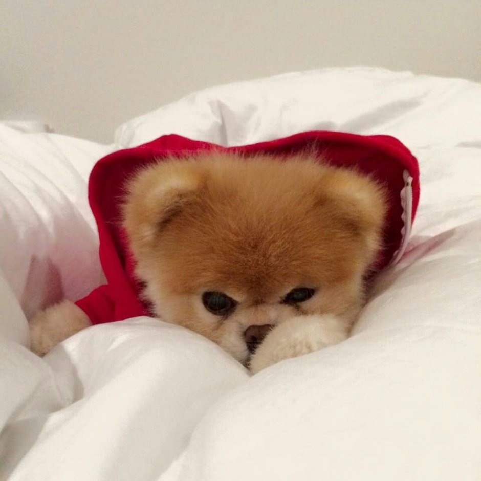 Померанский шпиц плюшевый