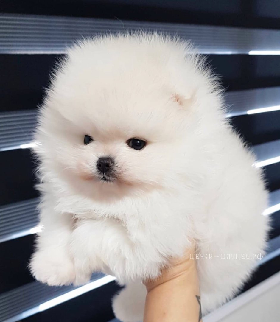 Померанский шпиц Teacup Dog
