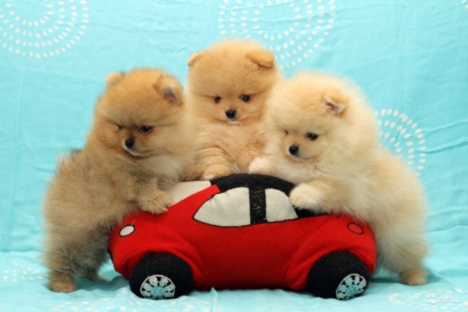 Померанский шпиц Медвежонок