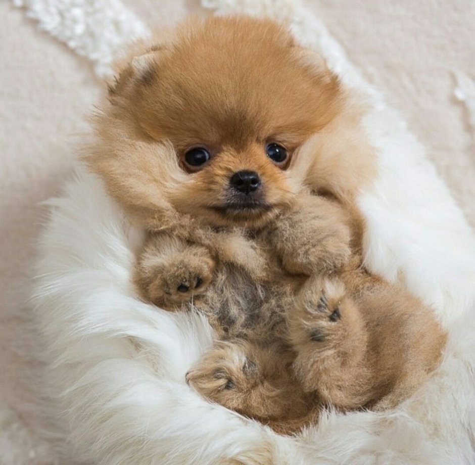 Померанский шпиц милашка