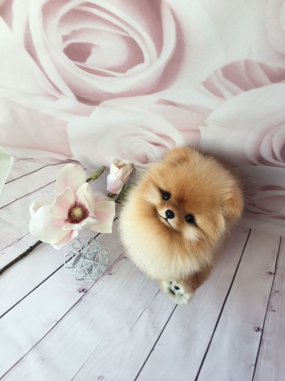 Собака шпиц мишка