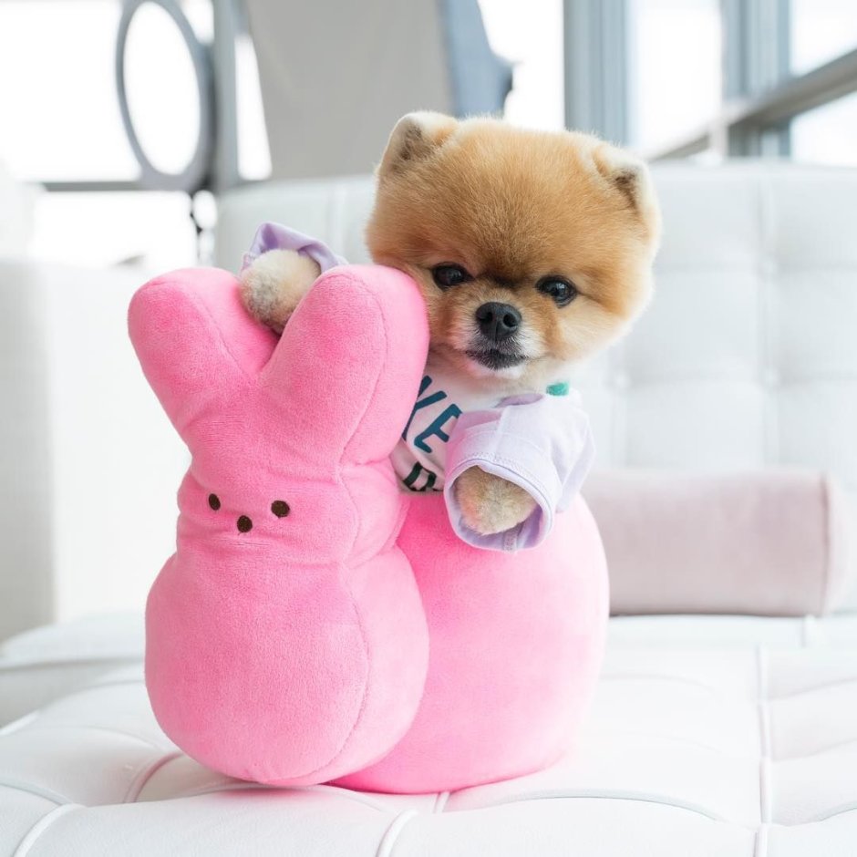 Померанский шпиц jiffpom