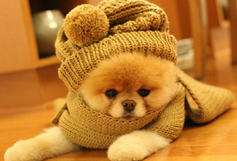 Шпиц в шапке