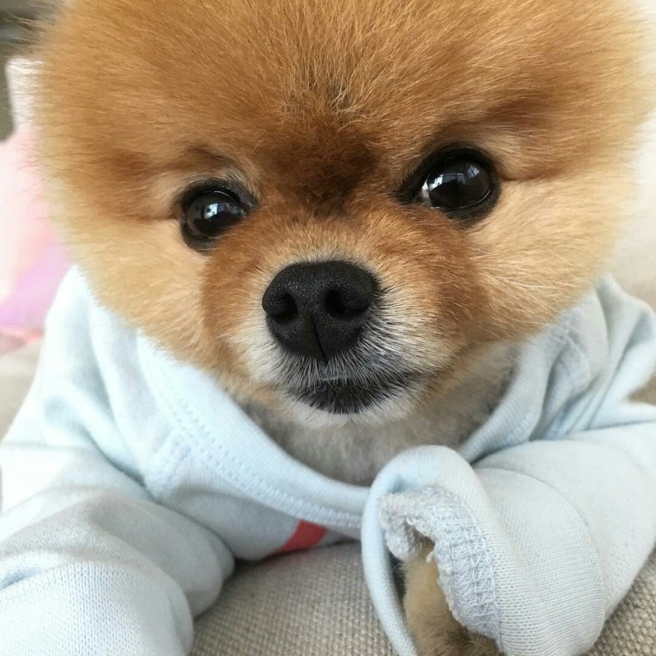 Карликовый шпиц Медвежонок