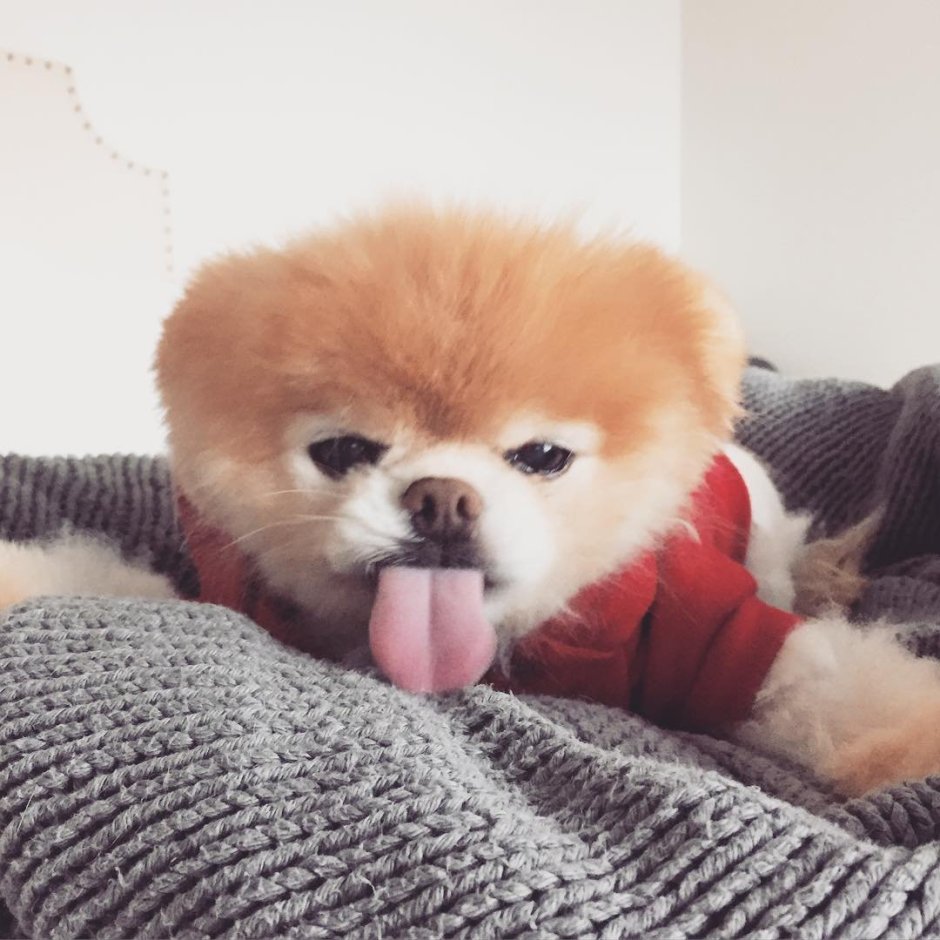 Померанский шпиц корейский