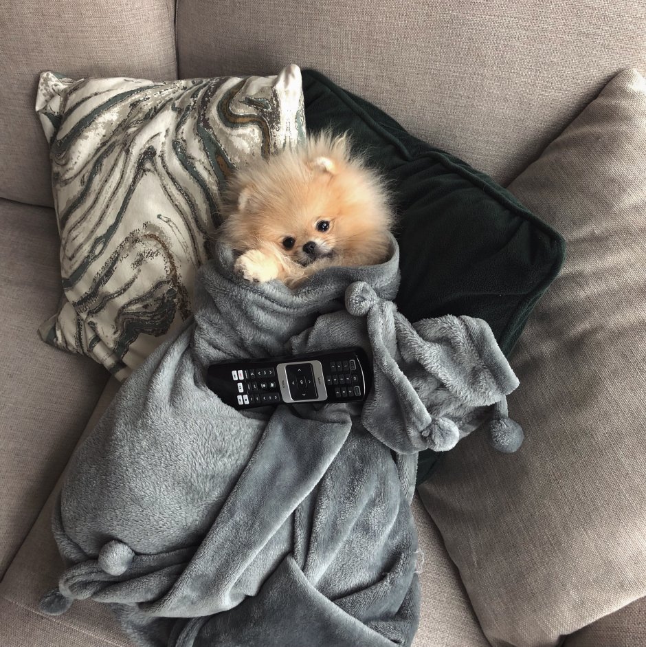 Шпиц Пинтерест