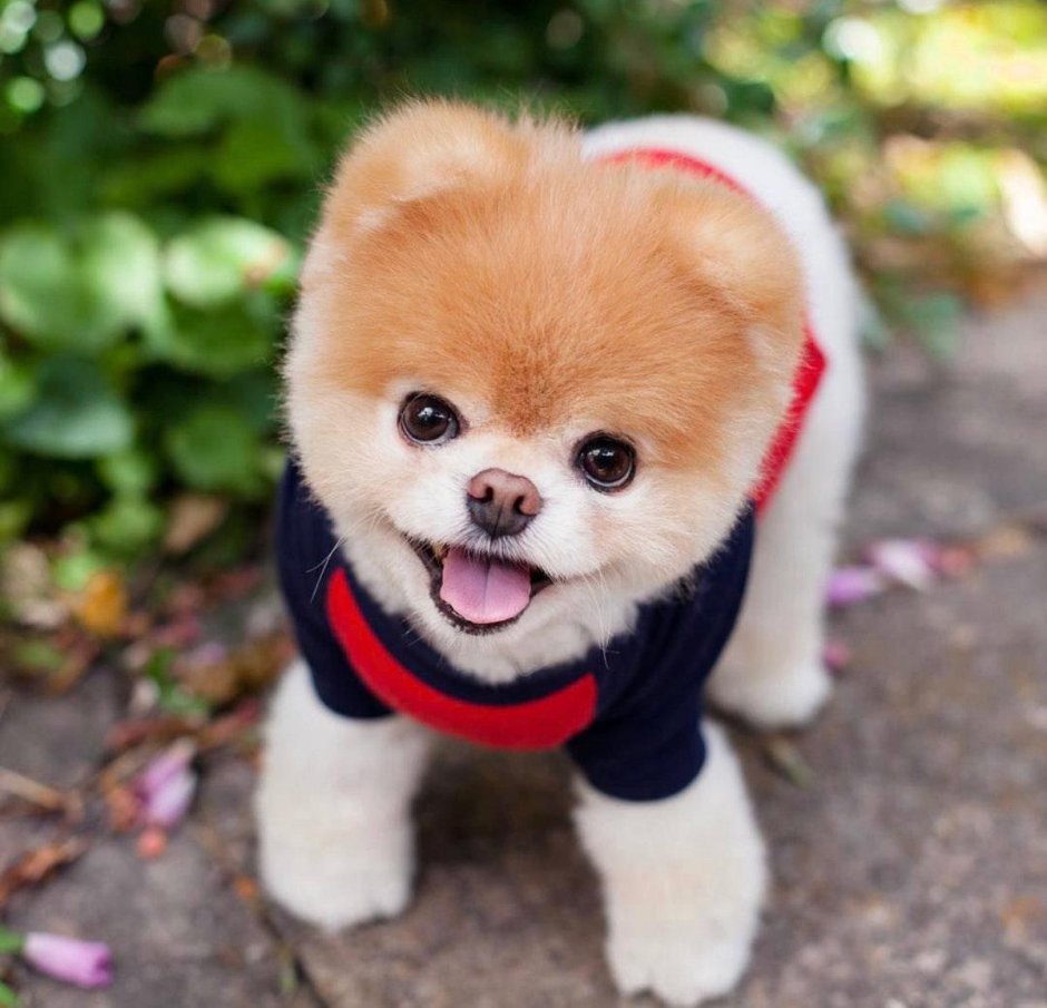 Шпиц померанский карликовый