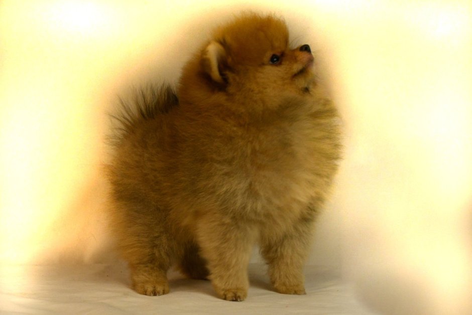 Шпиц немецкий карликовый мишка