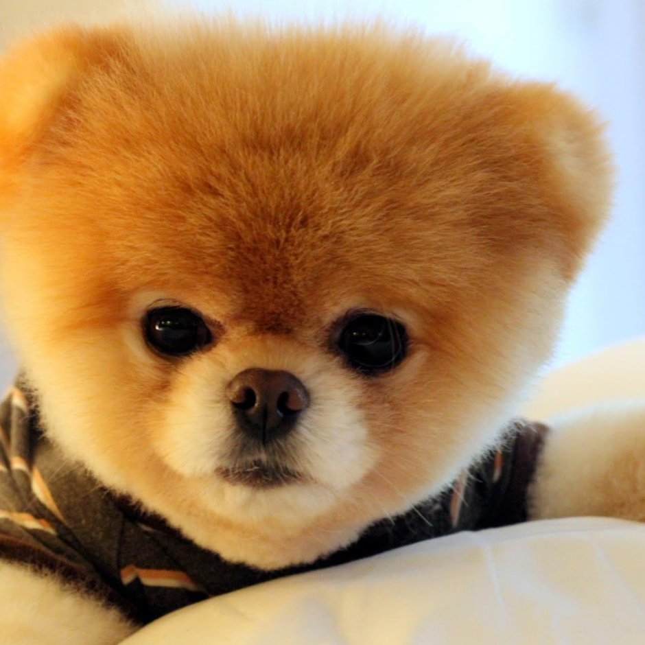 Померанский шпиц