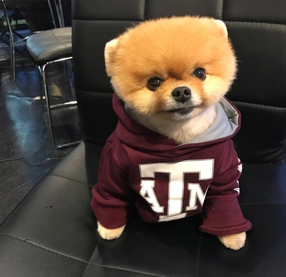 Померанский шпиц Jiff