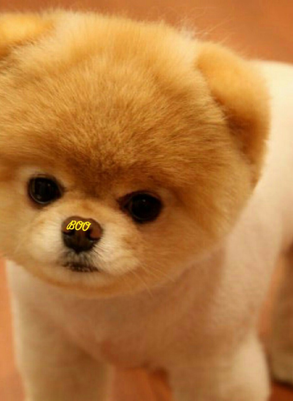 Карликовый шпиц подстриженный