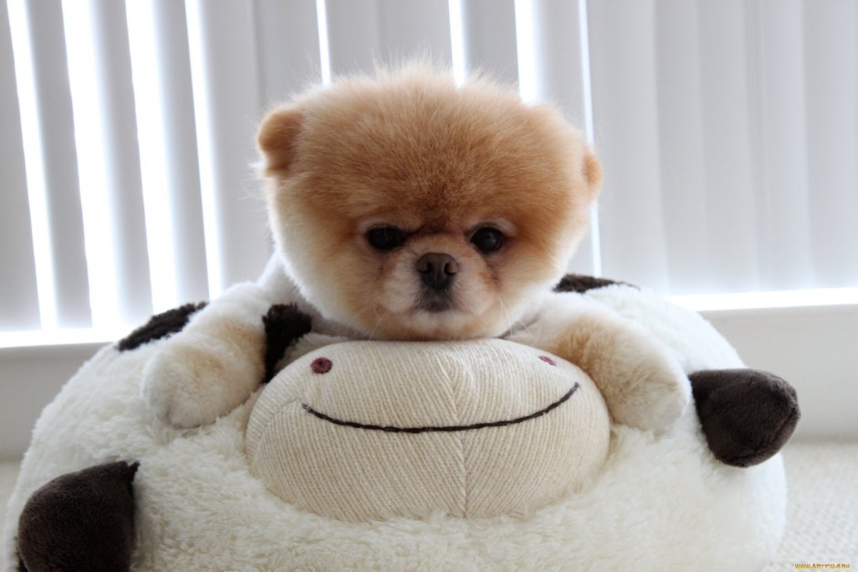 Померанский шпиц БОО