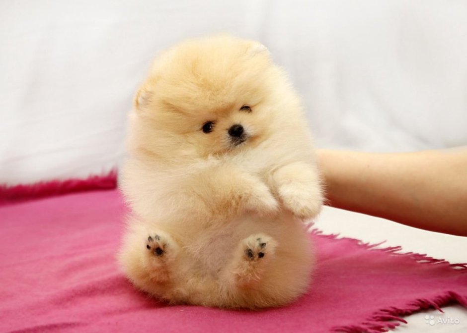 Карликовый шпиц Медвежонок