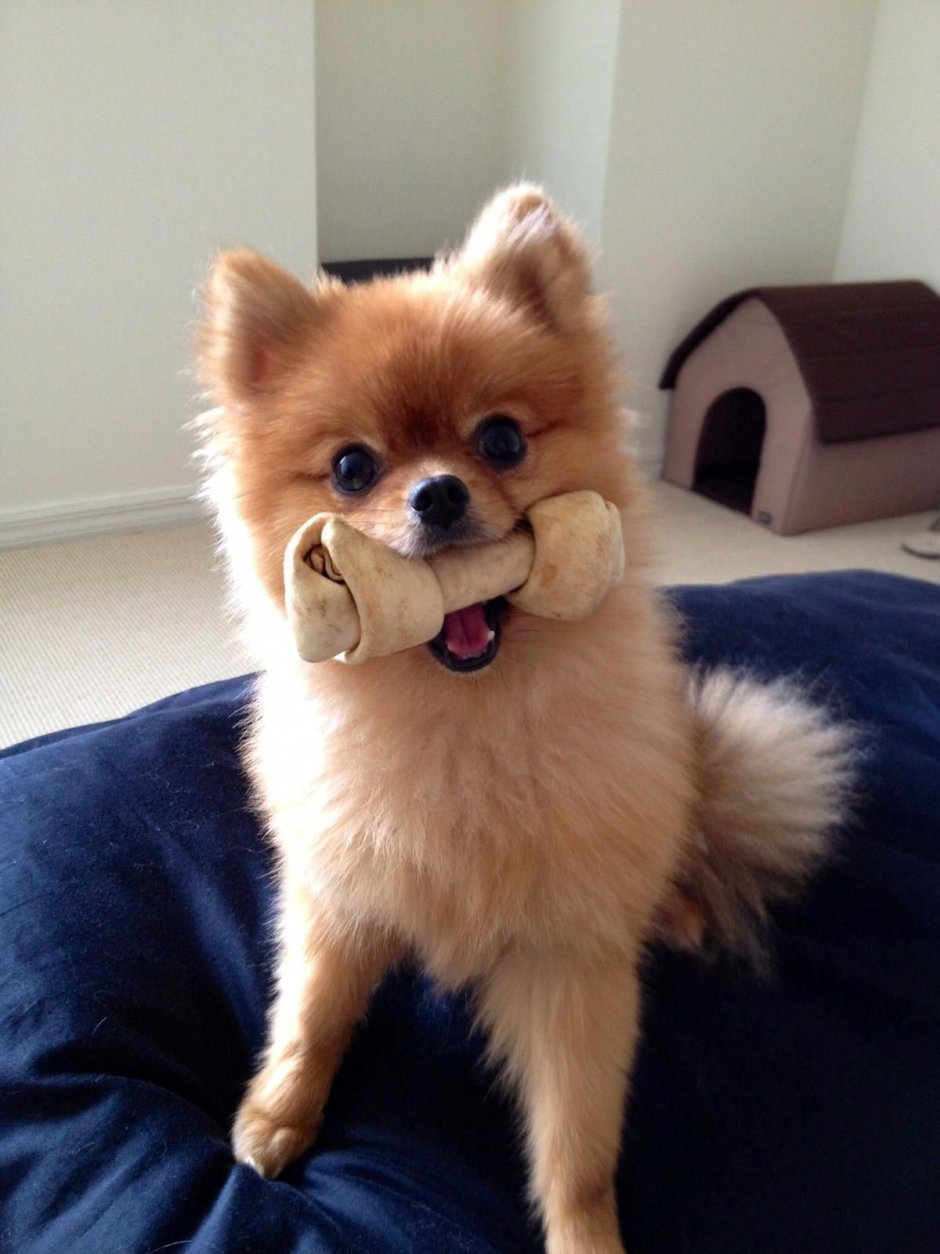 Помиранскмй шпиц пострижен