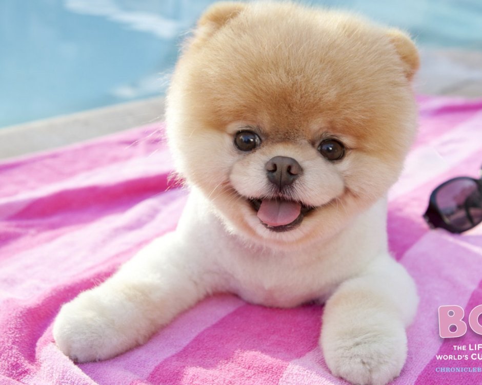 Померанский шпиц БОО щенок