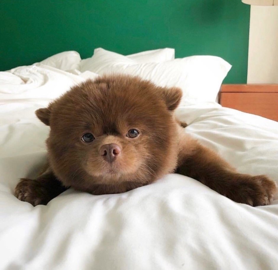 Бертрам шпиц-Медвежонок