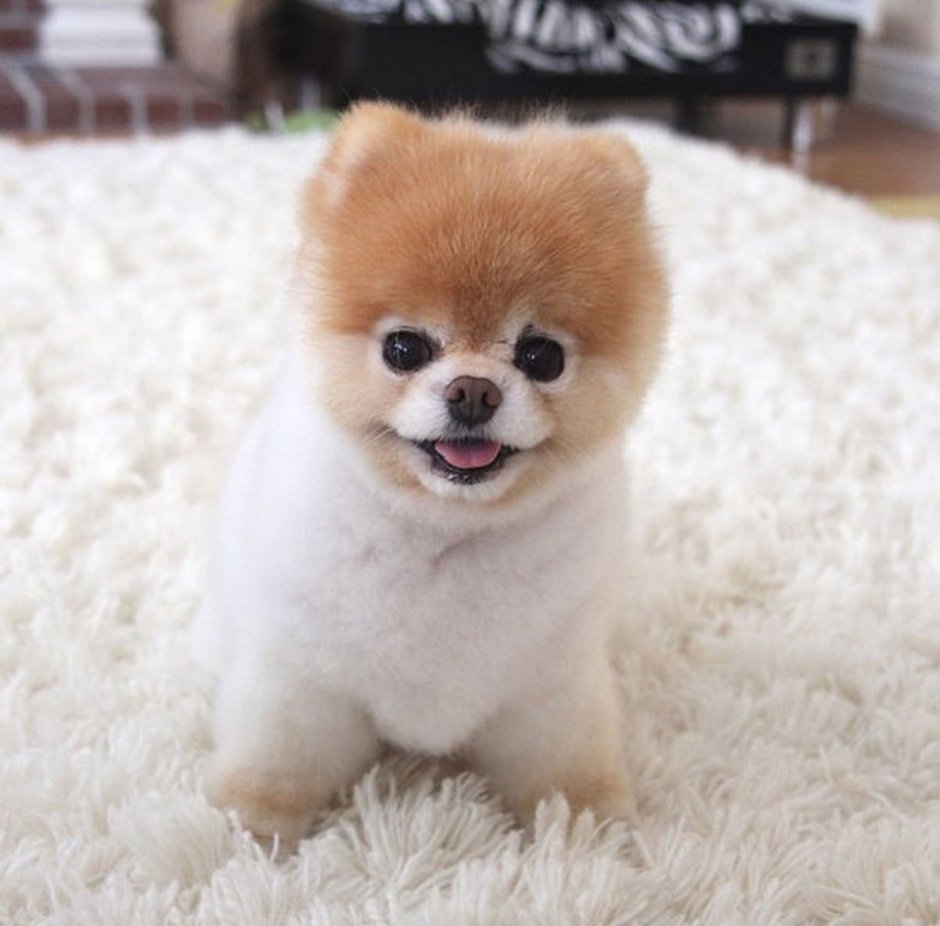 Померанский шпиц стриженный