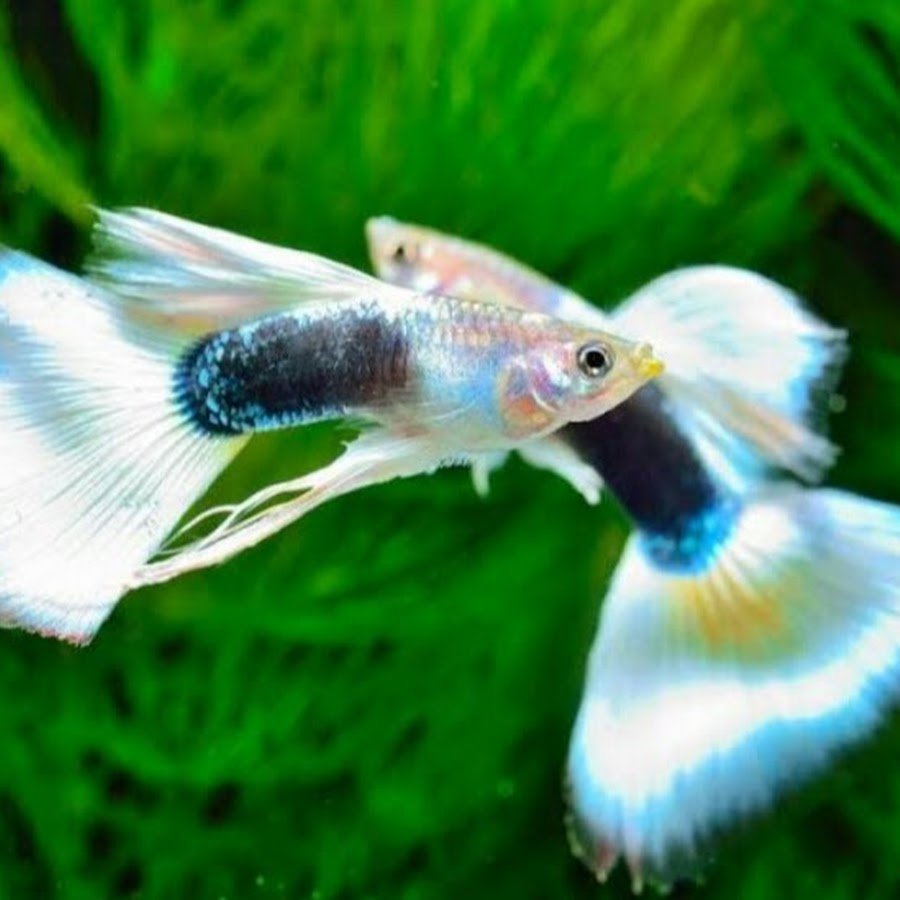 Аква рыбки гуппи