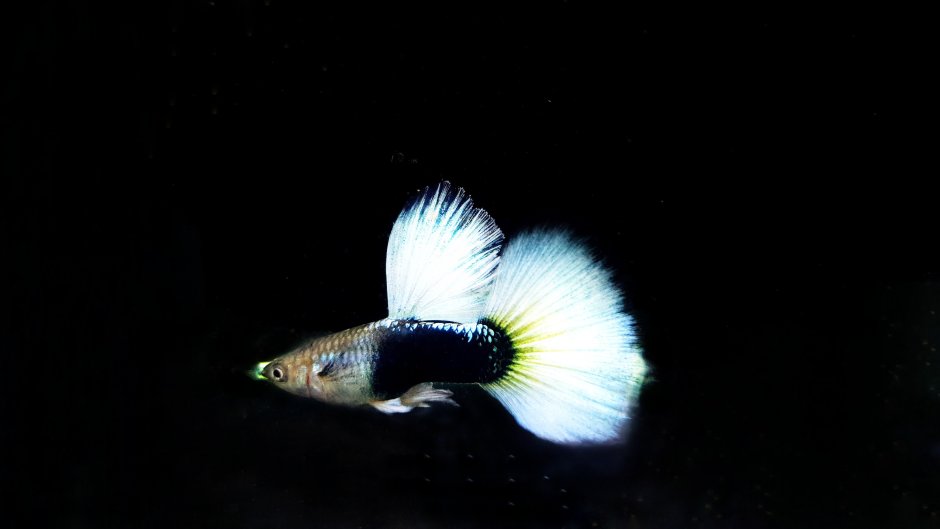 Гуппи кои тукседо