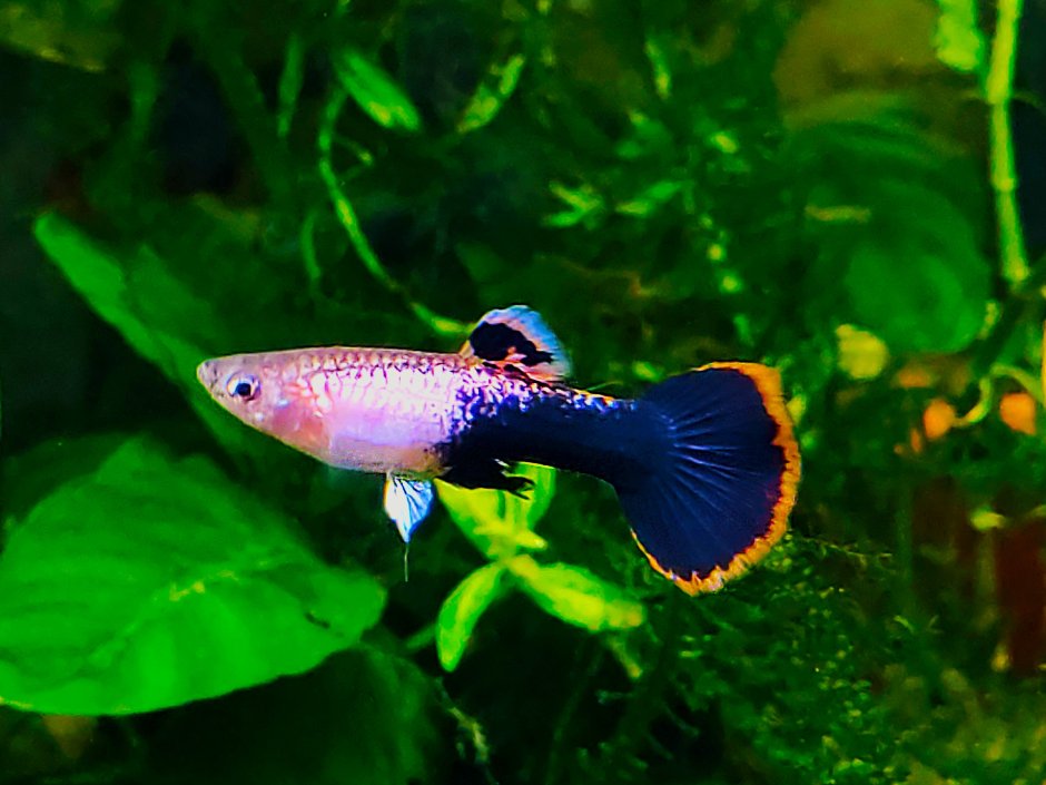 Гуппи кои смокинг