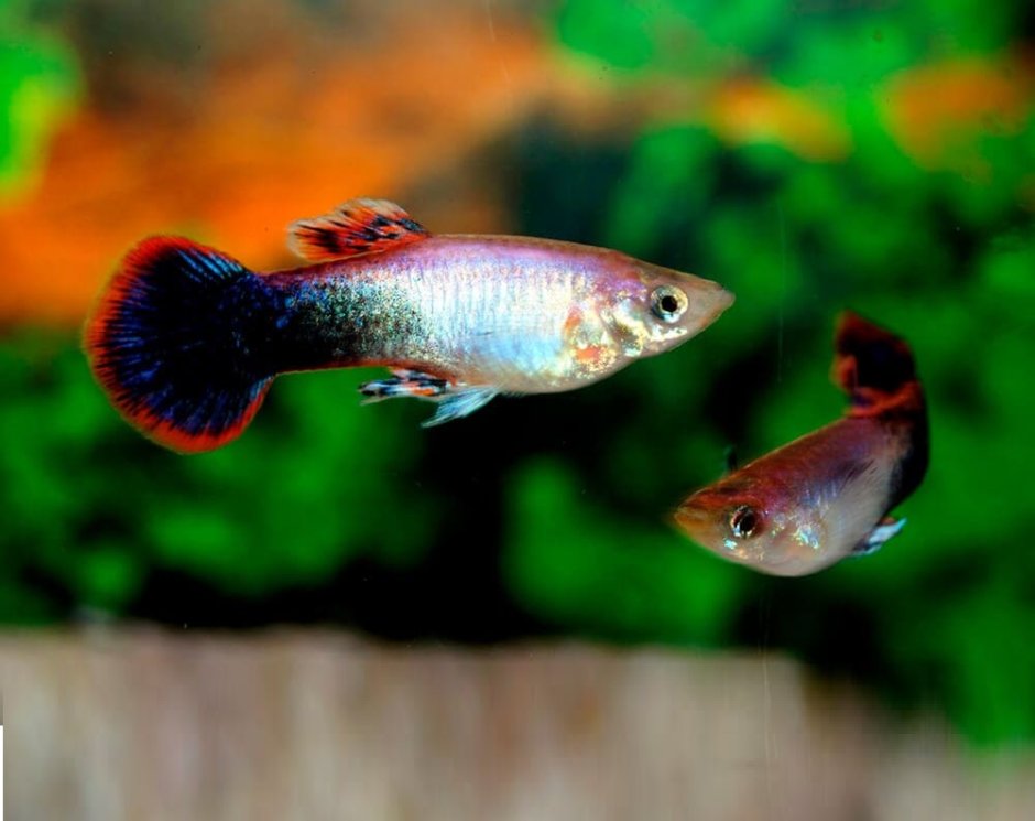 Гуппи Северное сияние самки